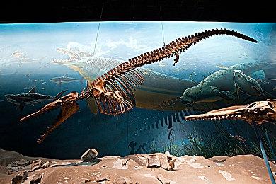 《宝可梦：朱＆紫》大量新情报释出 前作存档特典公布